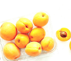 'Prunus' Puget Gold® Semi-Dwarf Apricot Tree