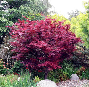'Acer' Red Leaf Japanese Maple Tree (50% Off Pre Sale Ends At 11:59 PM PST)