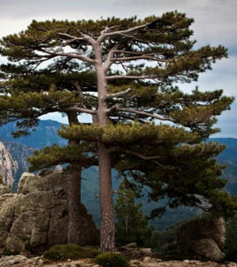 'Pinus' Austrian Pine