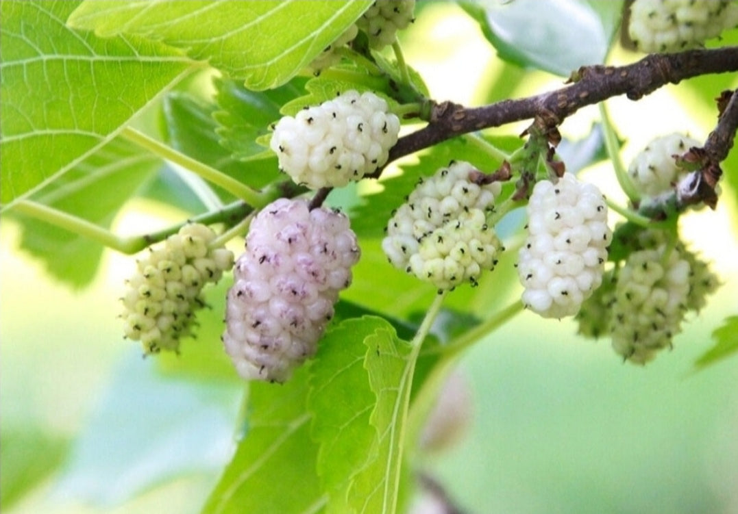'Morus' Hardy Mulberry Tree – canadiantreenursery.com