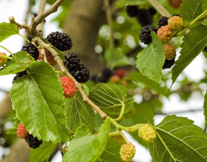 'Morus' Hardy Mulberry Tree