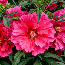 Load image into Gallery viewer, &#39;Hibiscus&#39; Watermelon Ruffles (Hardy/Perennial)
