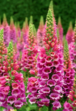 Load image into Gallery viewer, &#39;Digitalis&#39; Candy Mountain Specialty Foxglove
