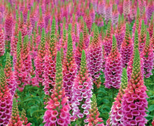 Load image into Gallery viewer, &#39;Digitalis&#39; Candy Mountain Specialty Foxglove
