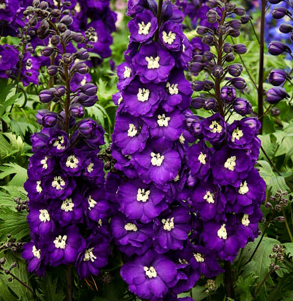 'Delphinium' Purple Passion Specialty Delphinium