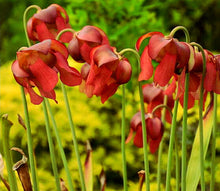 Load image into Gallery viewer, &#39;Sarracenia&#39; Conversation Piece Pitcher Plant
