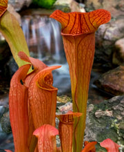 Load image into Gallery viewer, &#39;Sarracenia&#39; Bug Bat Pitcher Plant
