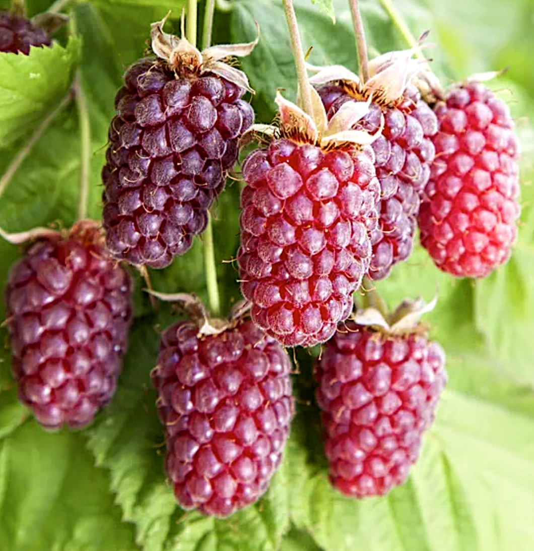 'Rubus' Loganberry