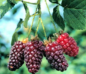 'Rubus' Tayberry
