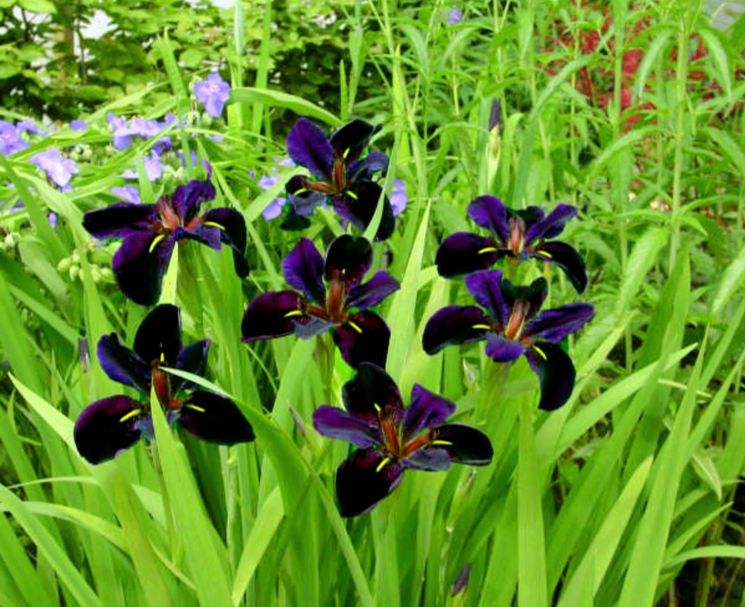 'Iris' Black Gamecock Louisiana Iris