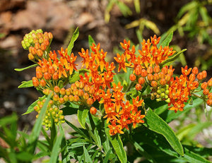 'Asclepias' Butterfly Weed