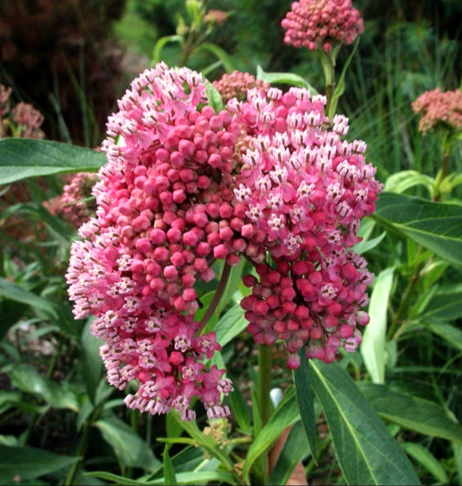 'Asclepias' Cinderella Milkweed (Ships Spring/Summer '25 ...