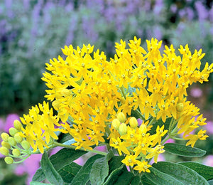 'Asclepias' Hello Yellow Butterfly Weed