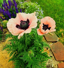 Load image into Gallery viewer, &#39;Papaver&#39; Queen Alexandra Poppy
