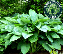 Load image into Gallery viewer, &#39;Hosta&#39; Empress Wu Giant Hosta (🏆2023 Hosta Of The Year)!
