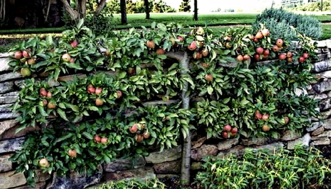 'Malus' 3 Tier Hardy Espalier Apple Tree