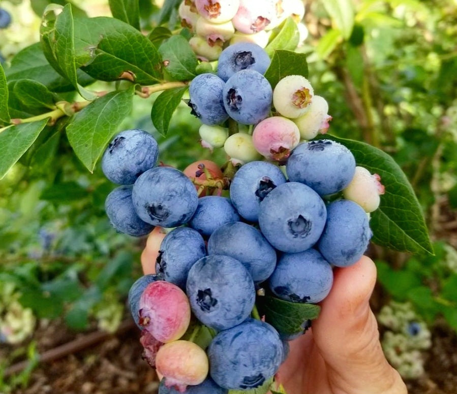 'Vaccinium' Sweetheart 'Everbearing' Blueberry (Just Restocked!)