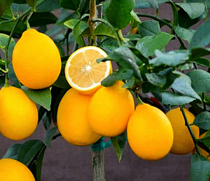 'Citrus' Improved Meyer Patio Lemon Tree