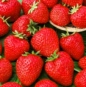 'Fragaria' Quinault Giant Everbearing Strawberry, Well Established Clump