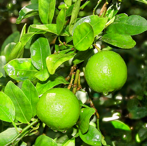 'Citrus' Thornless Patio Key Lime Tree