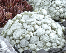 Load image into Gallery viewer, &#39;Sempervivum&#39; COLOROCKZ® Arctic White Hens and Chicks
