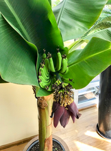 Load image into Gallery viewer, &#39;Musa acuminata&#39; Dwarf Cavendish Banana Tree
