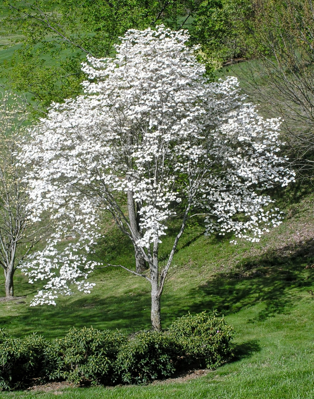 'Cornus' QuickScape Minis Flowering Dogwood Tree