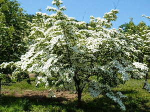 'Cornus' QuickScape Minis Kousa Flowering Dogwood Tree