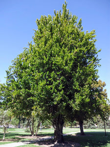 'Fagus' QuickScape Minis European Beech Tree