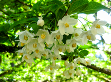 Load image into Gallery viewer, &#39;Styrax&#39; QuickScape Minis Japanese Snowbell Tree
