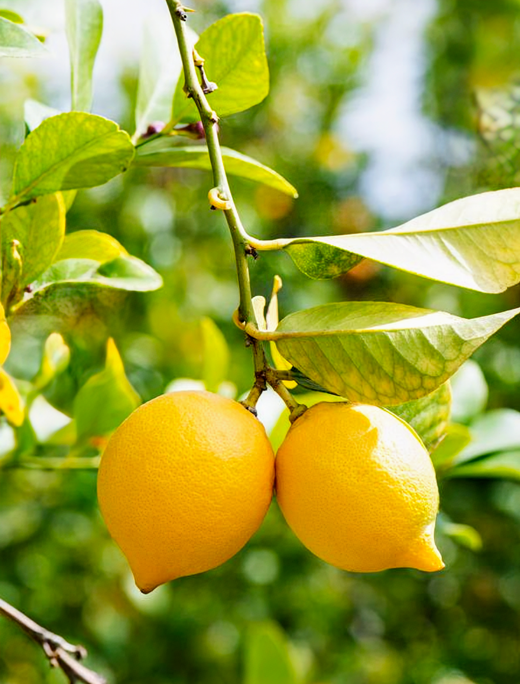 'Citrus' New Zealand Lemonade Patio Lemon Tree