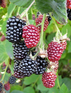 'Rubus' Black Satin Thornless Blackberry