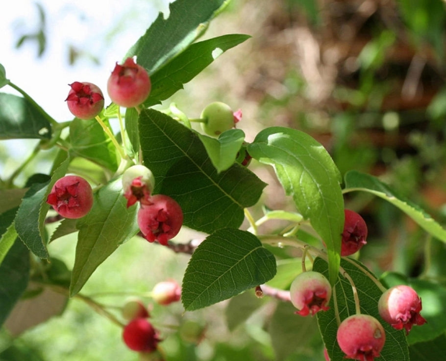 'Amelanchier' QuickScape Minis Allegheny Serviceberry Tree