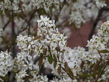 Load image into Gallery viewer, &#39;Amelanchier&#39; QuickScape Minis Allegheny Serviceberry Tree
