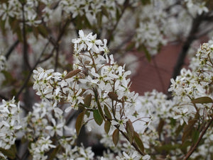 'Amelanchier' QuickScape Minis Allegheny Serviceberry Tree