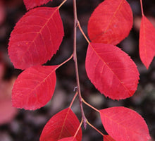 Load image into Gallery viewer, &#39;Amelanchier&#39; QuickScape Minis Allegheny Serviceberry Tree
