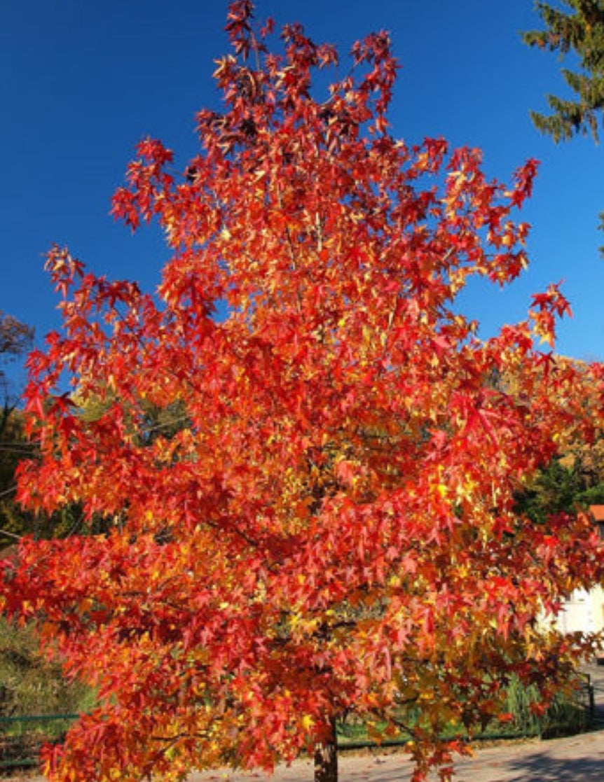 'Acer' QuickScape Minis Red Maple Tree