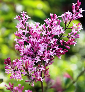 'Syringa' Red Pixie Dwarf Lilac