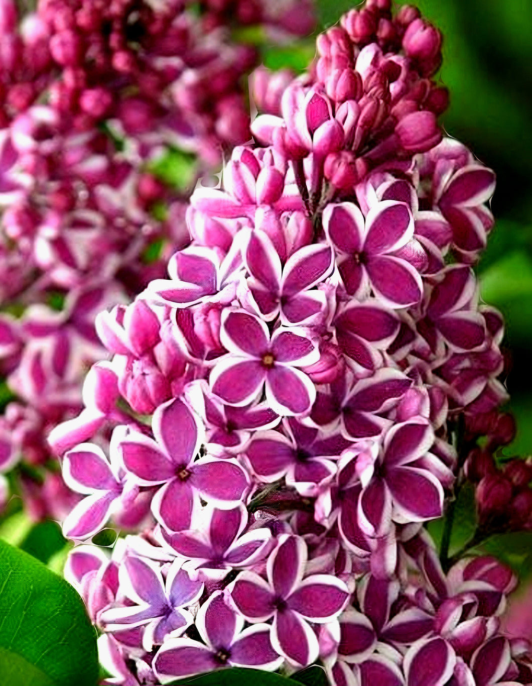 'Syringa' Sensation Lilac