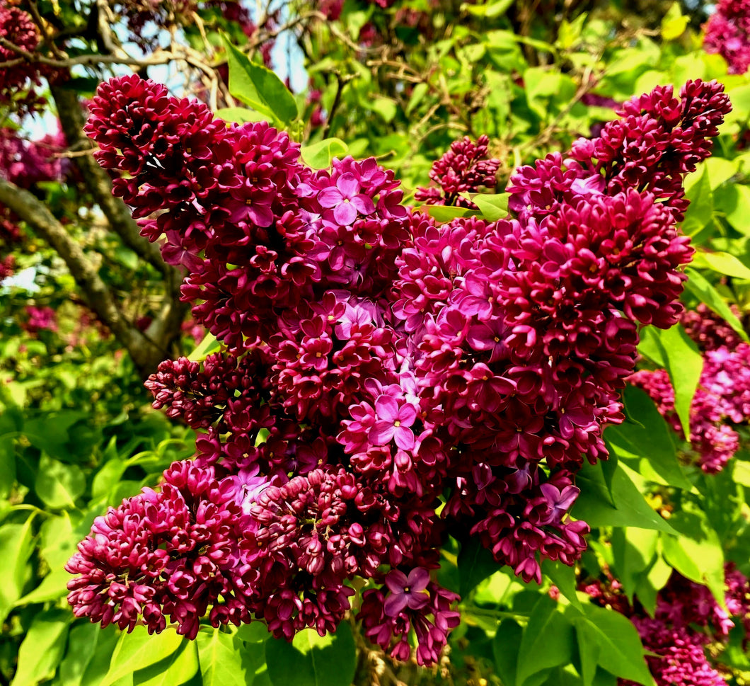 'Syringa' Monge Lilac