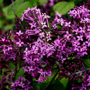 'Syringa' Bloomerang™ Dark Purple Reblooming Lilac