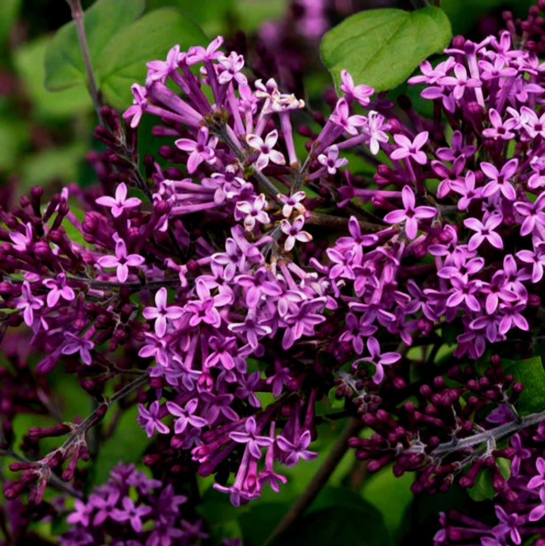 'Syringa' Bloomerang™ Dark Purple Reblooming Lilac