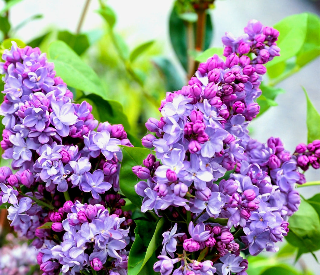 'Syringa' Nadezhda Lilac