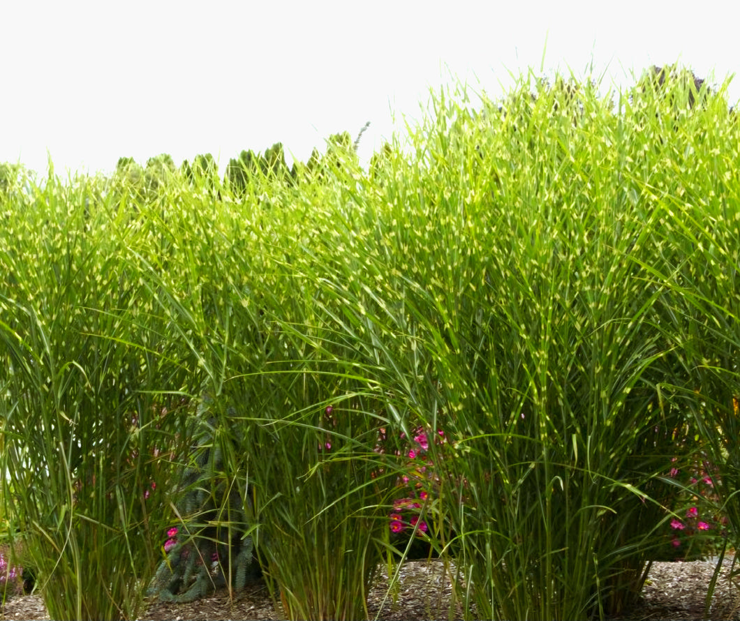 'Miscanthus' Giant Porcupine Grass