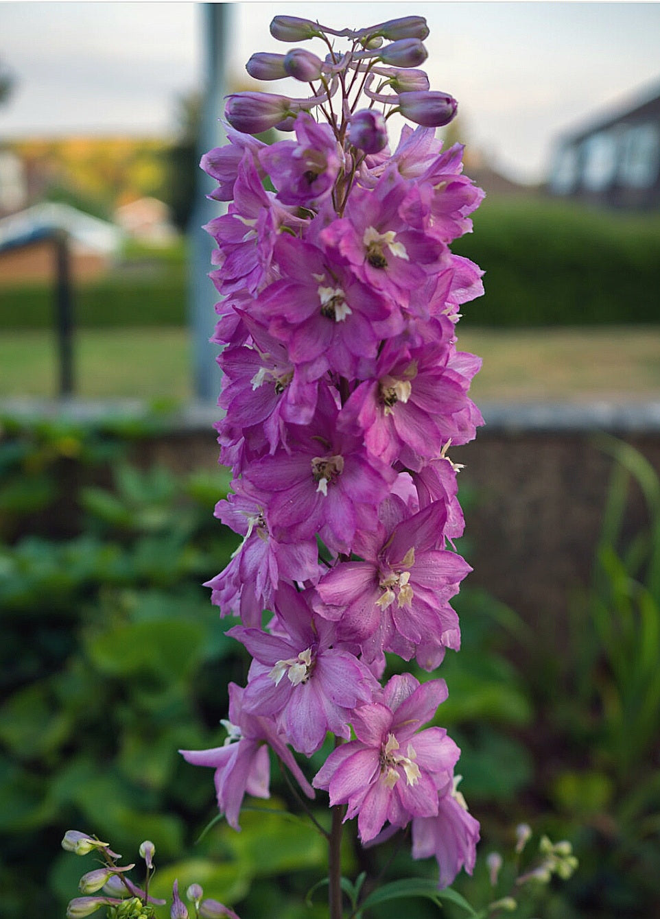 'Delphinium' Pacific Giant Astolat