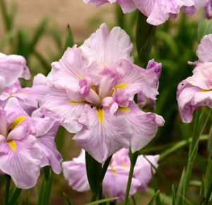 'Iris' Pinkerton