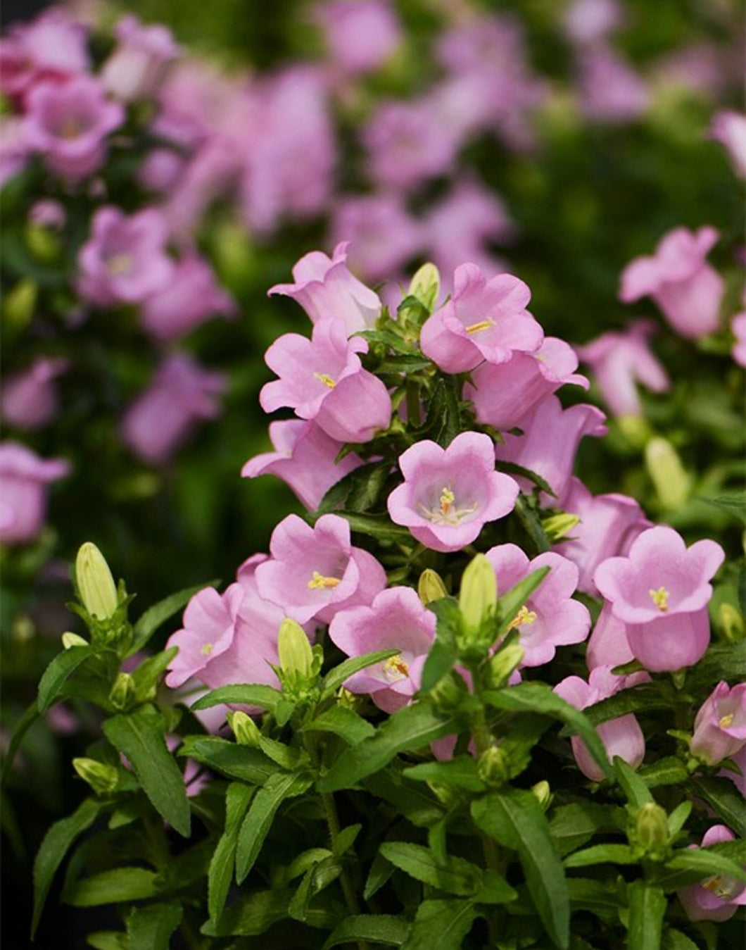 'Campanula' Appeal Pink Bellflower