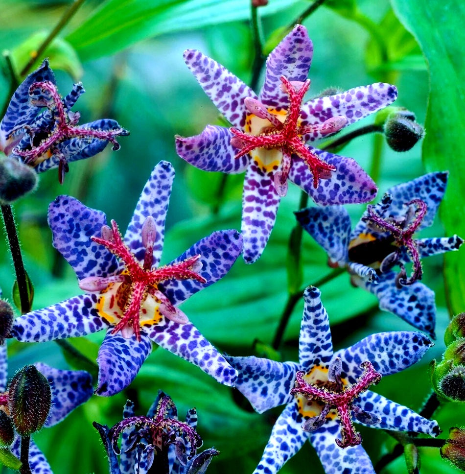 Tricyrtis 'Blue Wonder Specialty Toad Lily