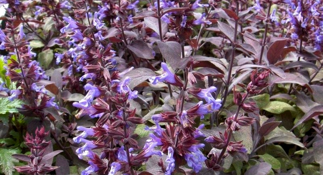 'Salvia' Purple Culinary Sage