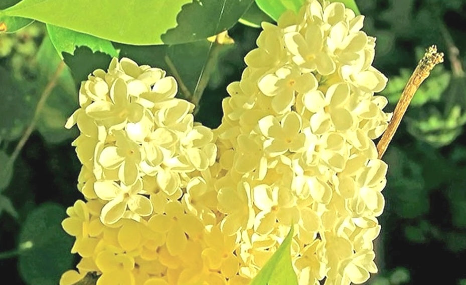 'Syringa' Primrose Yellow Lilac (SHIPS SPRING/SUMMER 2025)